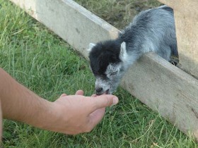 program de vara, cazare, agroturism